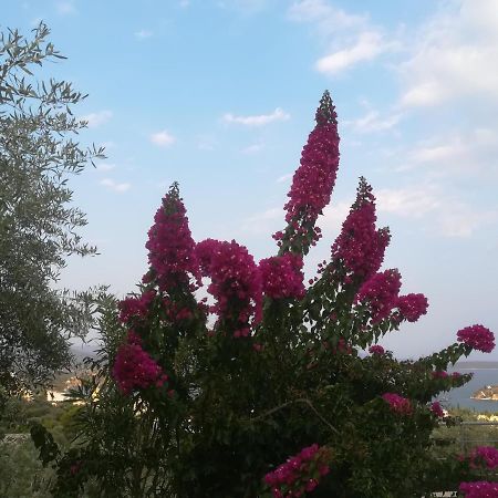 Villa Πέτρα, Ελιά Και Λεβάντα Tolón Exterior foto