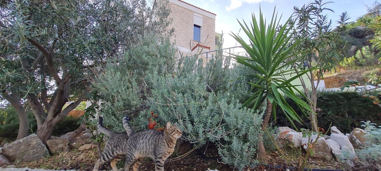 Villa Πέτρα, Ελιά Και Λεβάντα Tolón Exterior foto